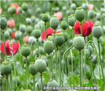 農(nóng)婦為救女兒，輕信偏方種罌粟被判刑